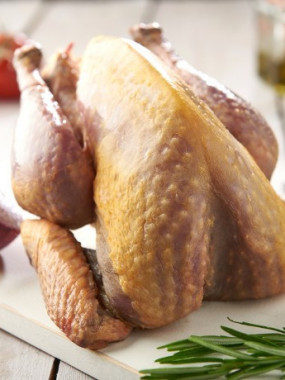 Pintade de 100 jours 